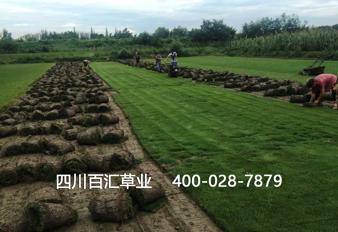 四川草坪护坡草种