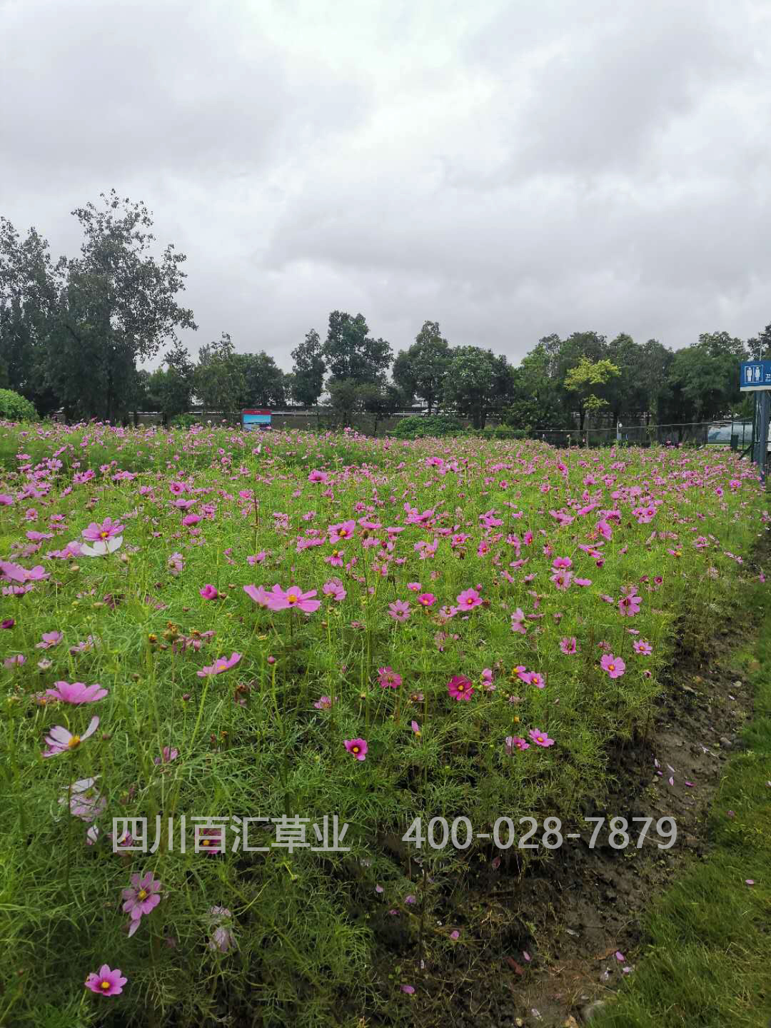 西藏格桑花种子